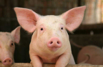 Oink Oink