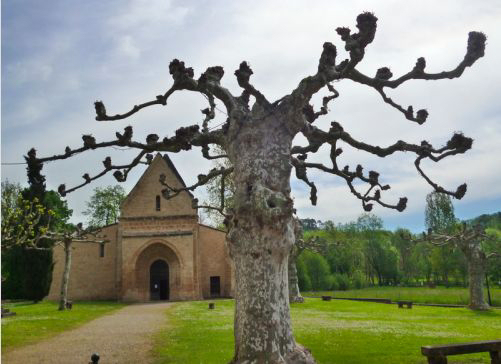 A pollarded tree