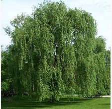 Willow Tree